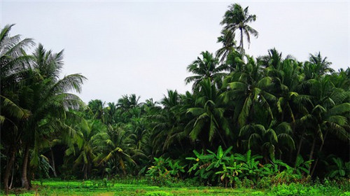 八哥重庆酸辣粉